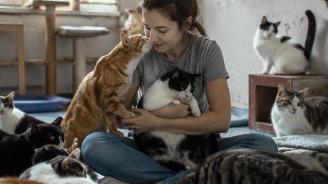 How One Cat Lover Turned Her Home Into a Sanctuary Amid Heat Crisis