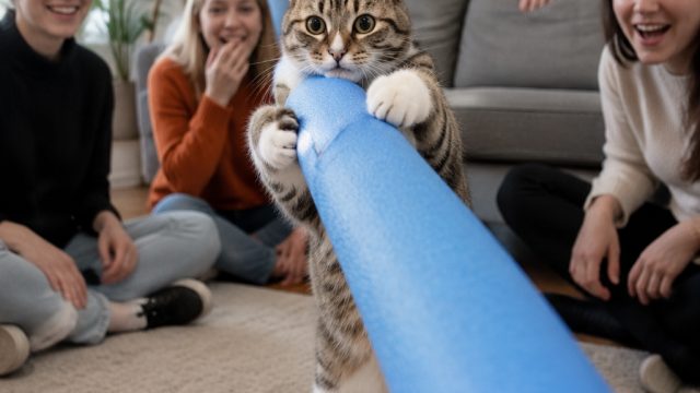 Curious Cat Captivates Community: The Great Pool Noodle Caper