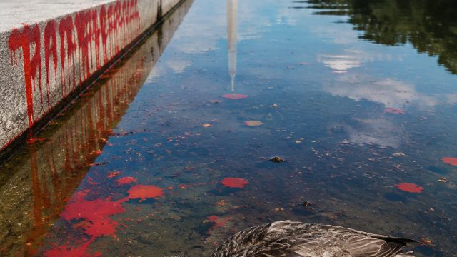 Reflecting Pool Under Fire: Vandalism and Duck Deaths Spark Controversy